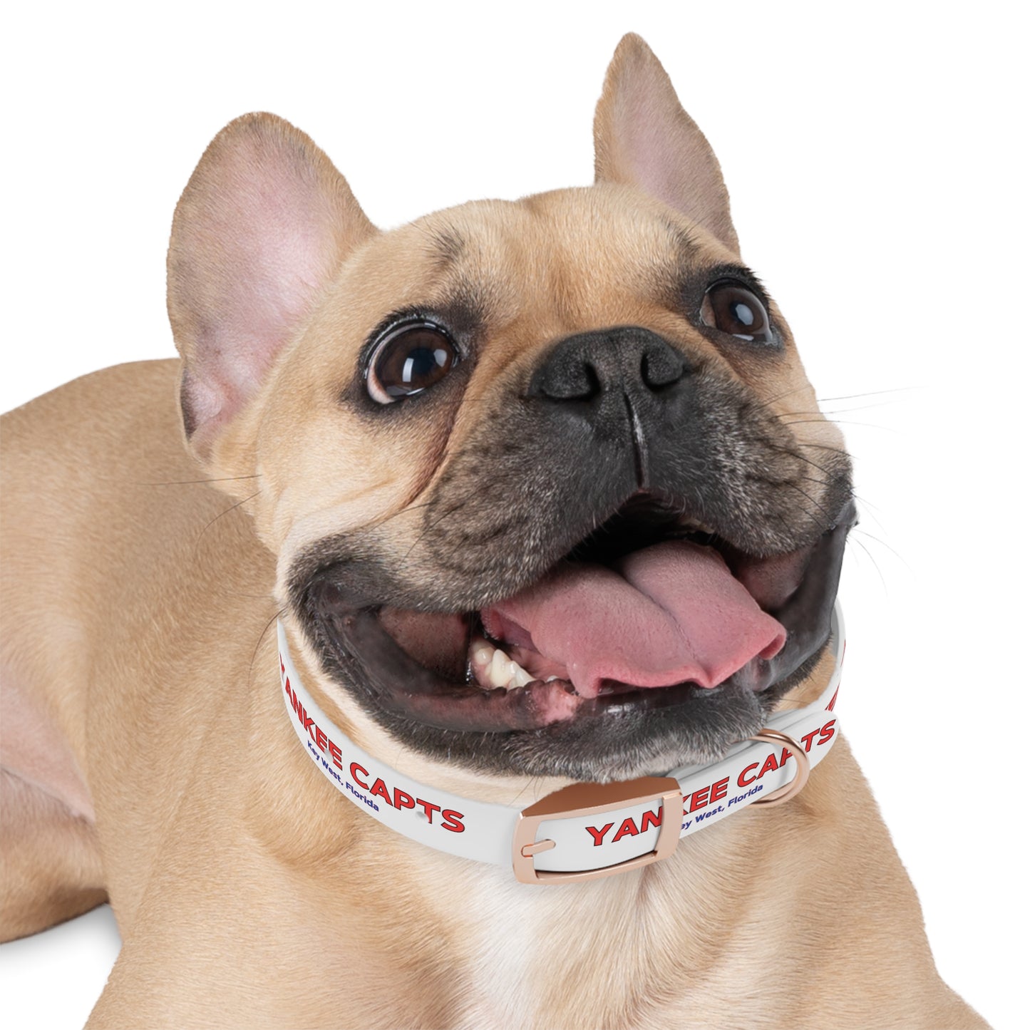 Yankee Capts Dog Collar - The official Yankee Capts merch store