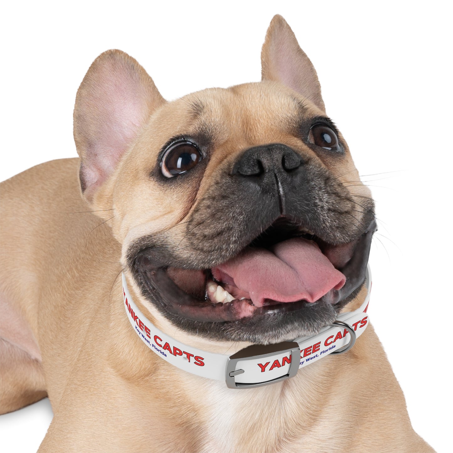 Yankee Capts Dog Collar - The official Yankee Capts merch store