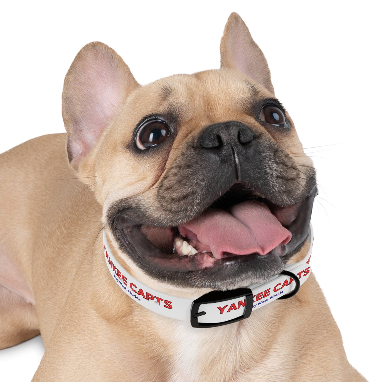 Yankee Capts Dog Collar - The official Yankee Capts merch store