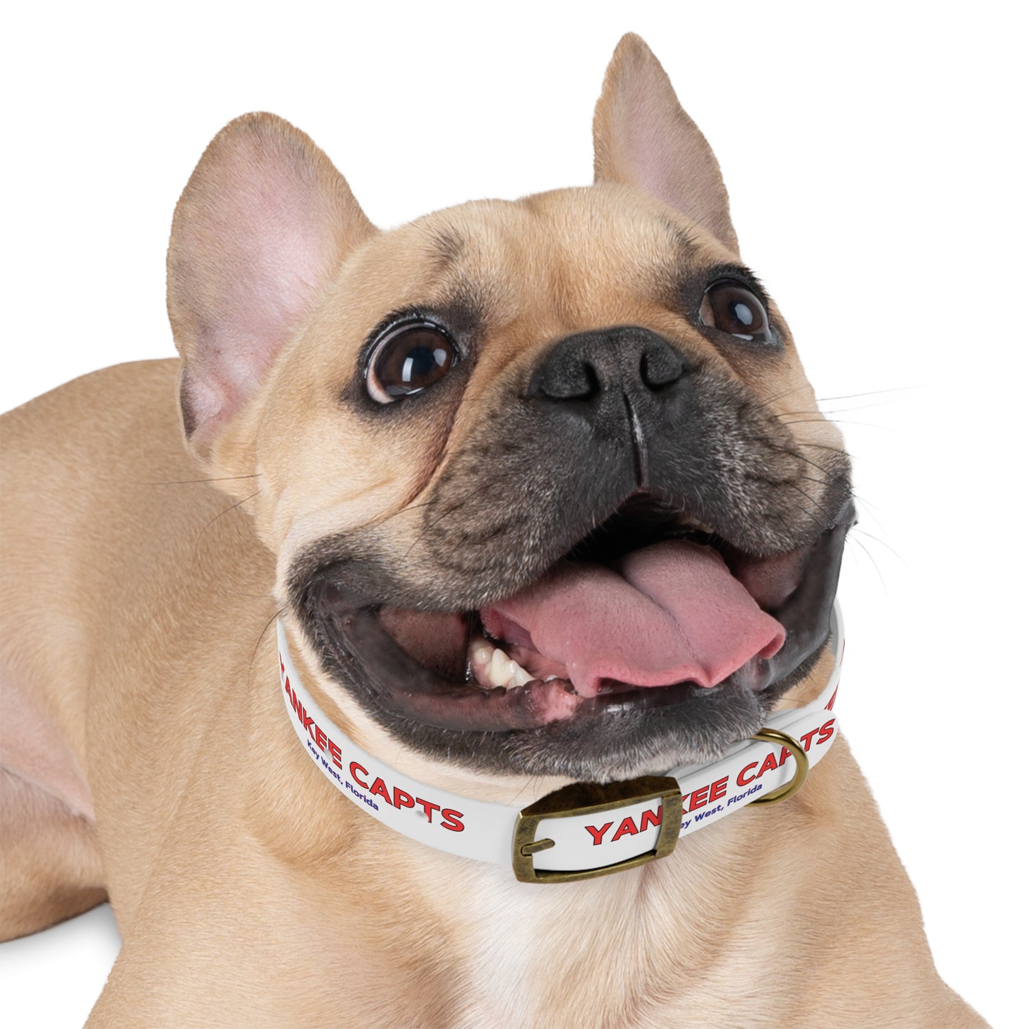 Yankee Capts Dog Collar - The official Yankee Capts merch store